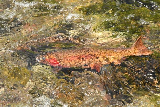 istock Yellowstone Cutthroat Trout 874629340