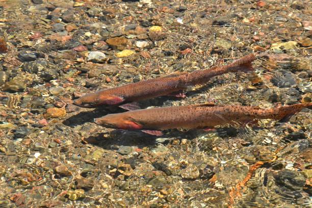 istock Yellowstone Cutthroat Trout 874629358