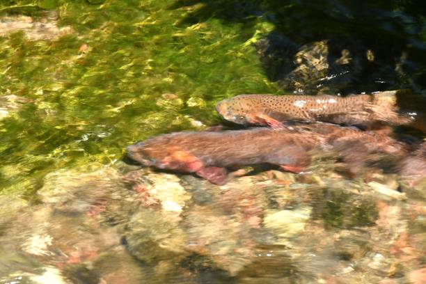 istock Yellowstone Cutthroat Trout 874629406