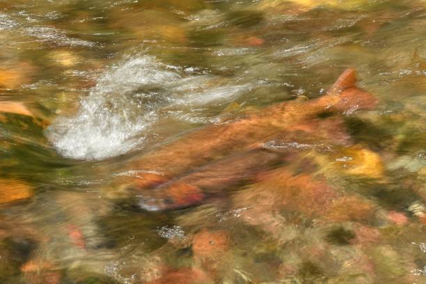 istock Yellowstone Cutthroat Trout 874629412