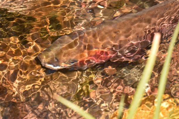 istock Yellowstone Cutthroat Trout 874629506