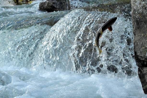 istock Yellowstone Cutthroat Trout 874629582