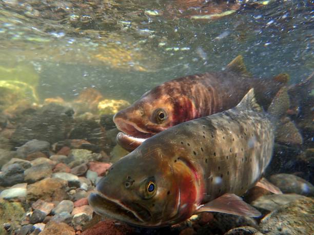 istock Yellowstone Cutthroat Trout 874629592