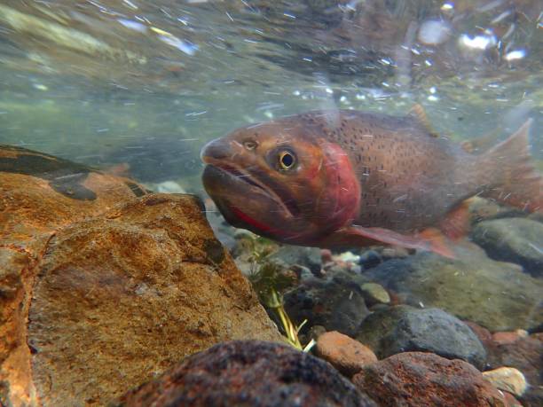 istock Yellowstone Cutthroat Trout 874629612