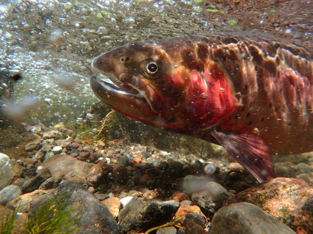 yellowstone cutthroat trout - cutthroat trout stock-fotos und bilder