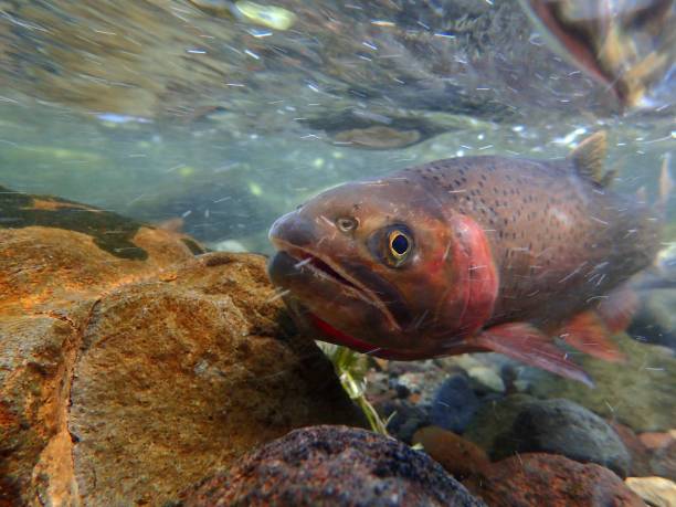 yellowstone cutthroat trout - cutthroat trout stock-fotos und bilder