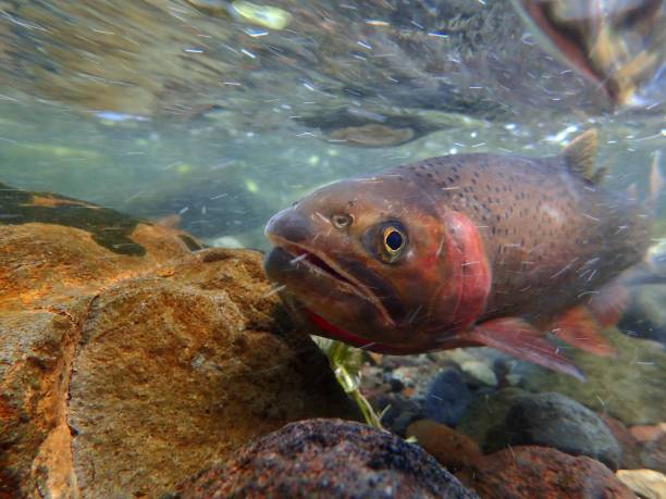 istock Yellowstone Cutthroat Trout 874629660