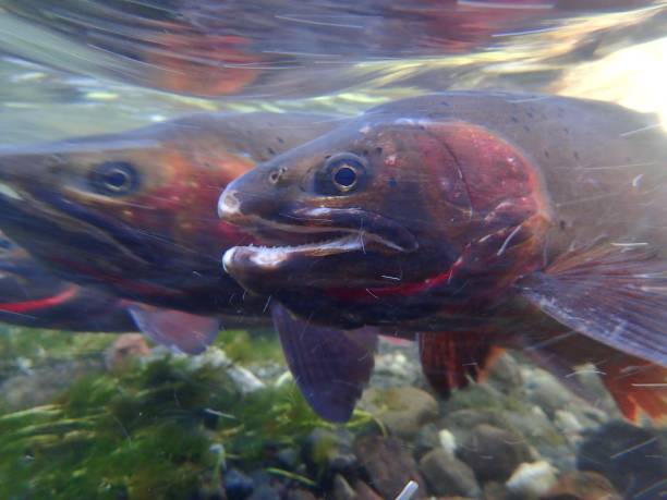 istock Yellowstone Cutthroat Trout 874629662