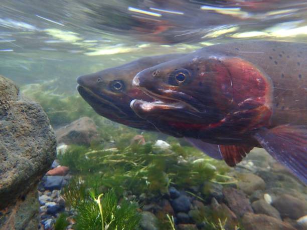 yellowstone cutthroat trout - cutthroat trout stock-fotos und bilder