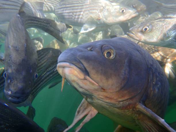 istock Carp and Striped Bass 874629766
