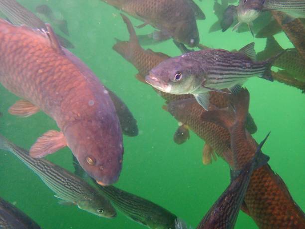 carp and striped bass - wild striped bass imagens e fotografias de stock