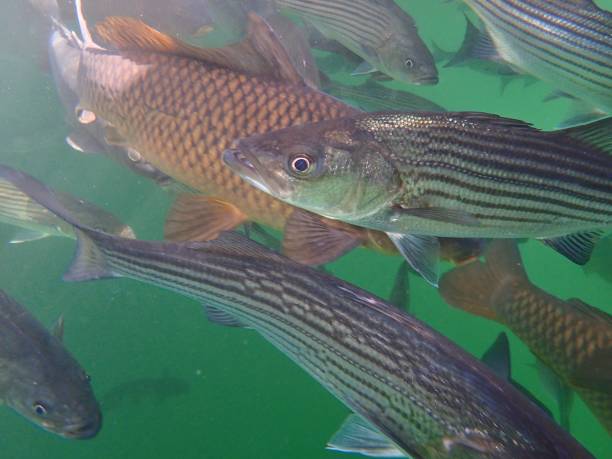 istock Carp and Striped Bass 874629822