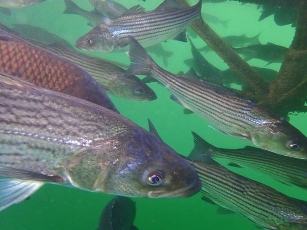 carp and striped bass - wild striped bass imagens e fotografias de stock