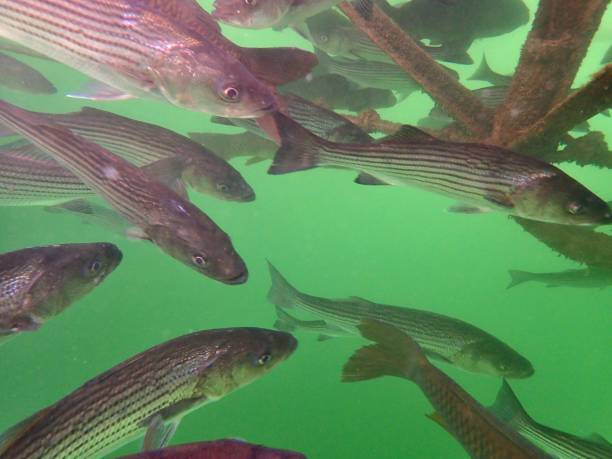 istock Carp and Striped Bass 874629836