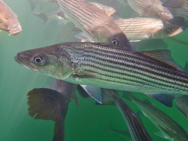 karpfen und striped bass - rockfish stock-fotos und bilder