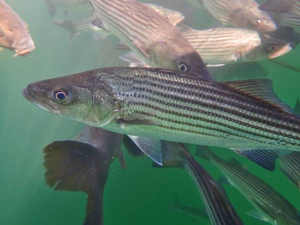 carpa e basso a righe - wild striped bass foto e immagini stock