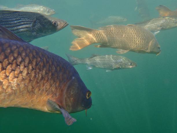 istock Carp and Striped Bass 874629848