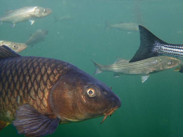 carp and striped bass - wild striped bass imagens e fotografias de stock