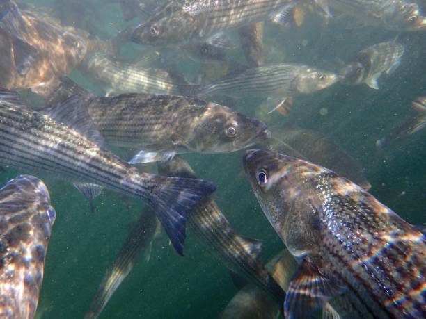 istock Carp and Striped Bass 874629908