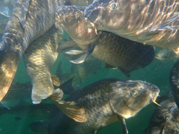 istock Carp and Striped Bass 874629926