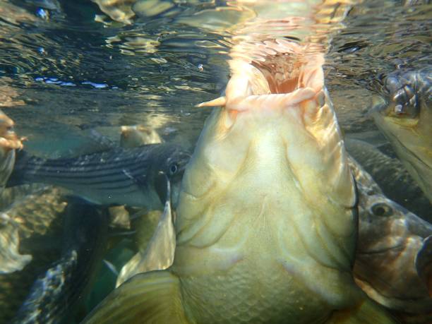 carp and striped bass - wild striped bass imagens e fotografias de stock