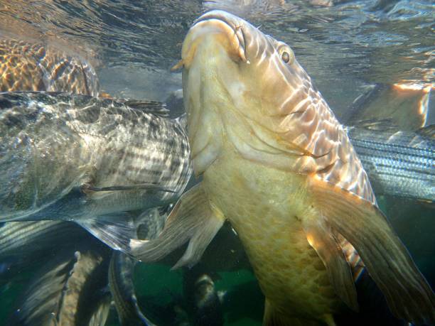 carp and striped bass - wild striped bass imagens e fotografias de stock