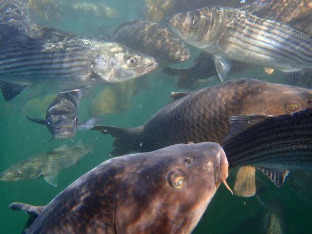 carp and striped bass - wild striped bass imagens e fotografias de stock