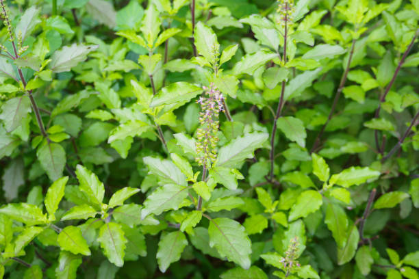 istock Holy basil or Sacred basil in organic garden 874633332