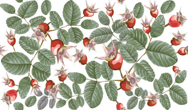 Dogrose seamless pattern painted in vector red and green, leaves and hips of dog rose, briar, carelessly scattered on white background rose christmas red white stock illustrations