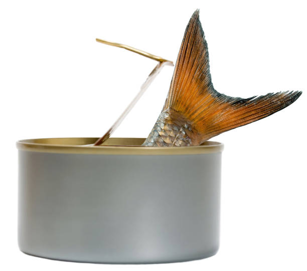 fish christmas carp in tin can