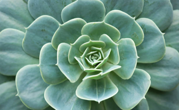 istock Echeveria secunda species texture and close up view in black and white. 874639728