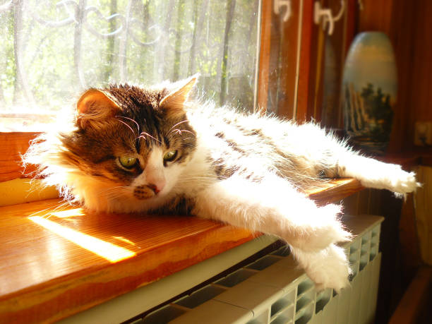 animal, tuxedo cat, window, domestic room