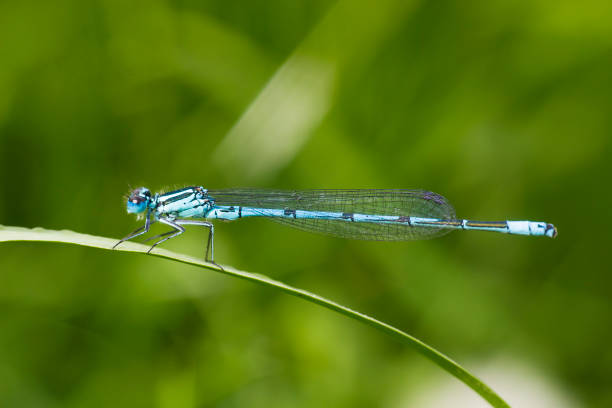istock Common blue damselfly or Northern bluet on grass 874640920