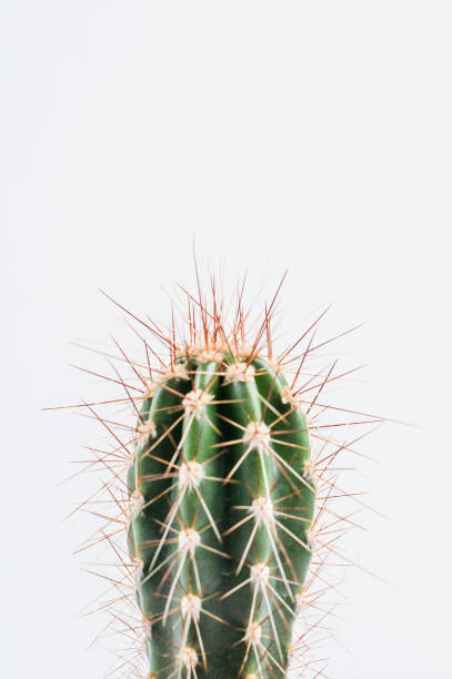 istock Green cactus on a white background. Shot in macro style 874641412
