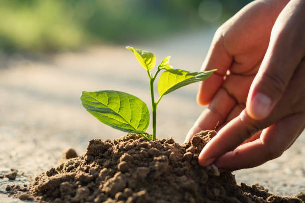 istock hand planting sprout in soil with sunset 874642370