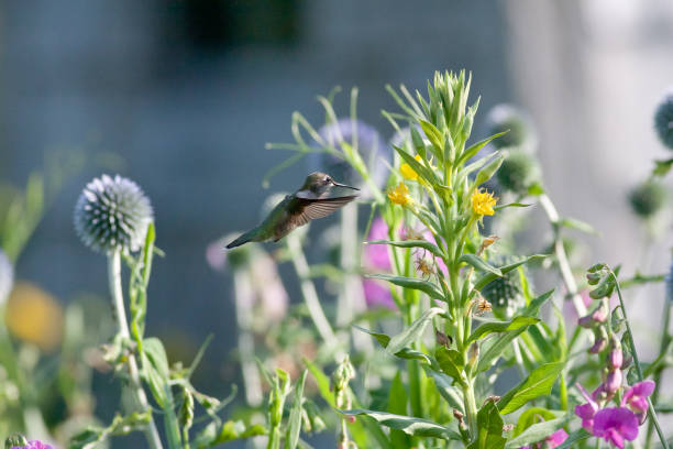 istock Hummingbird in the flowers 874644958