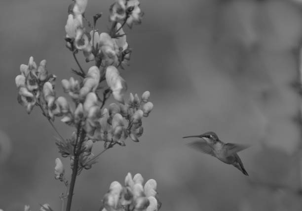 Hummingbird flying to flowers