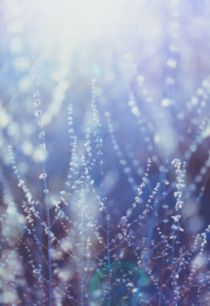 istock Abstract nature image of dry spirea bush in sunlight 874648284