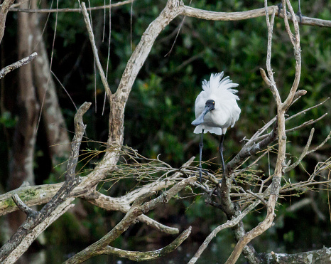 Royal spoonbill bird perched on a tree at Western Springs, Auckland