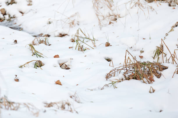 An extremely camouflalged snow- white weasel in the snow.