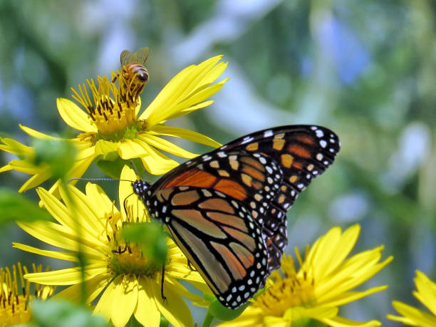 istock Monarch butterfly on a Yellow Ragwort flower 874655782