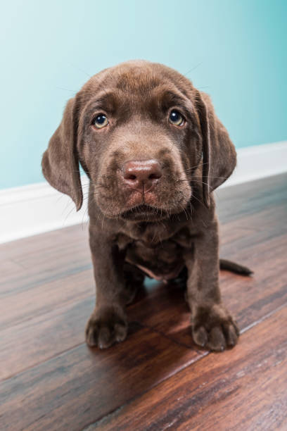 istock A Chocolate Labrador Puppy looking at camera - 8 weeks old 874655990