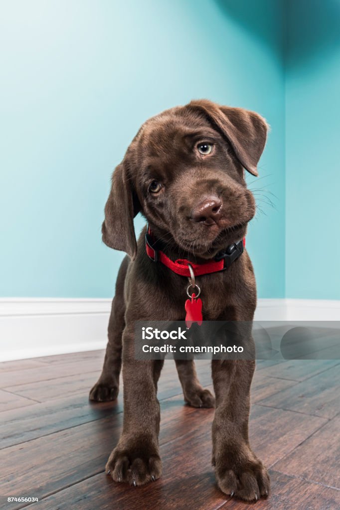 A standing Chocolate Labrador Puppy with head tilted - 8 weeks old A cute young Chocolate Labrador puppy standing on a dark hardwood floor inside a home, looking at the camera, with her head tilted, wear a red collar and dog tag. Puppy Stock Photo