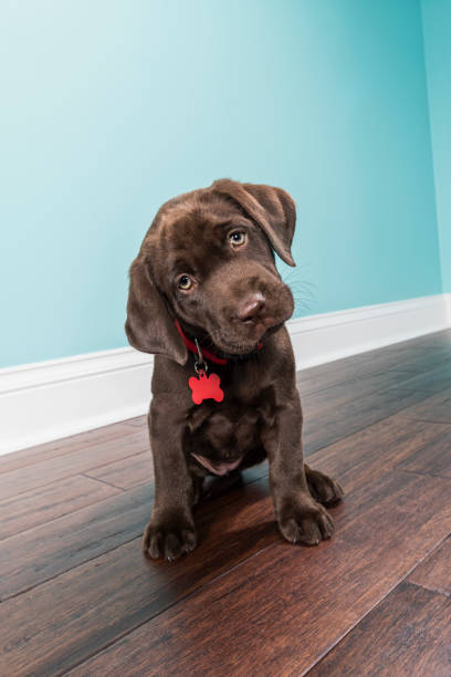 istock A sitting Chocolate Labrador Puppy with head tilted - 8 weeks old 874656056