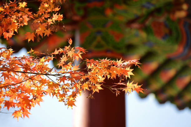 Autumn in Korea Baegyangsa Korea. Baekyangsa Sangyeru, Korea korea autumn stock pictures, royalty-free photos & images