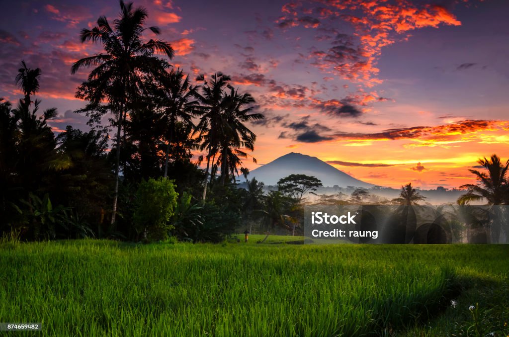 Morning at Ubud Morning scenery at paddy rice-field with Agung mountain as background, Ubud, Gianyar , Bali, indonesia Bali Stock Photo