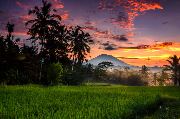 Morning at Ubud Morning scenery at paddy rice-field with Agung mountain as background, Ubud, Gianyar , Bali, indonesia ubud photos stock pictures, royalty-free photos & images