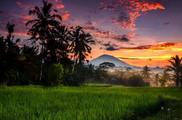 Morning scenery at paddy rice-field with Agung mountain as background, Ubud, Gianyar , Bali, indonesia