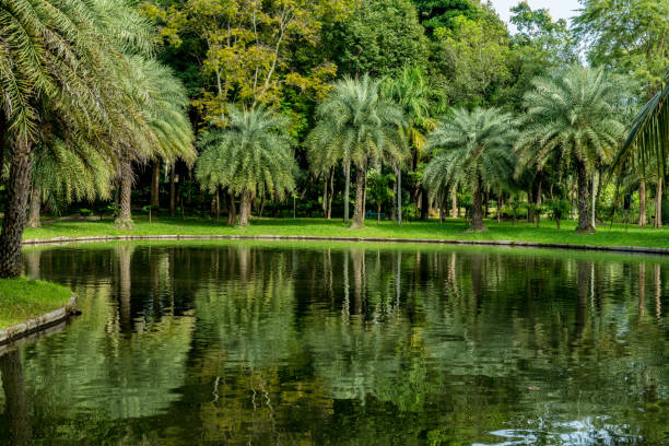 istock Palm trees with green lake 874659658