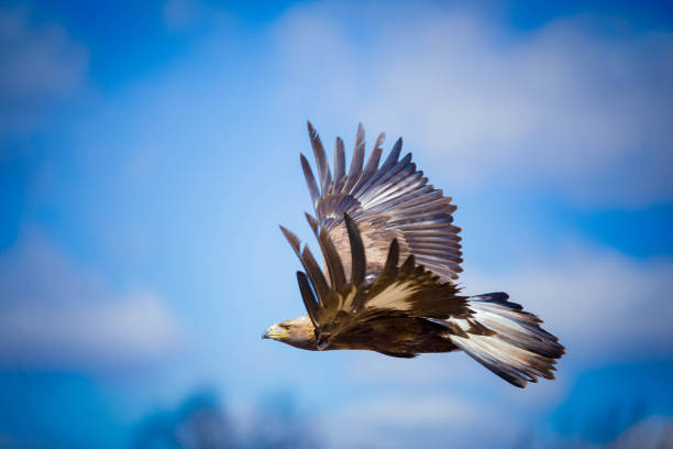 flying águila real - aguila real fotografías e imágenes de stock